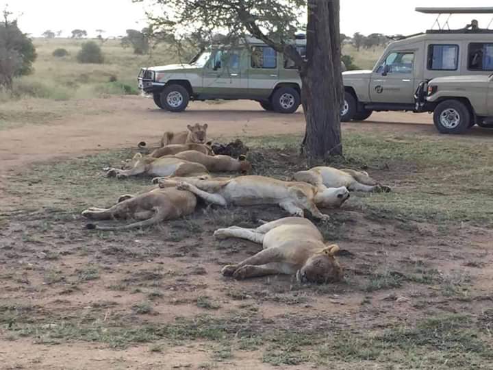 Amboseli