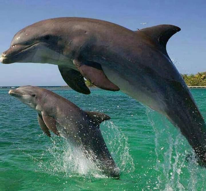 FB_IMG_1573108767996 - Copy