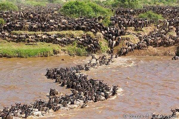 Wildebeest Migration