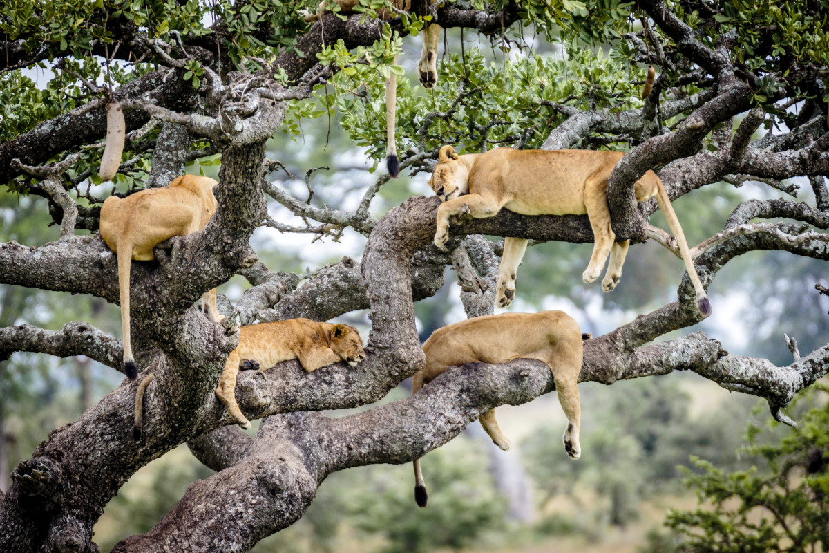 - serengeti